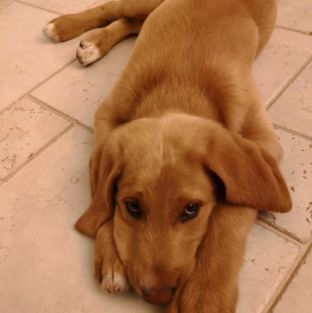 Meet your Posher, Max